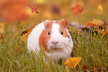 hamster on green grass field thumbnail