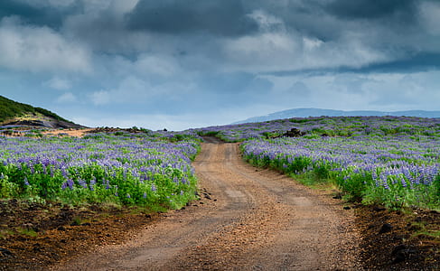 brown road in between purple petaled flower field at daytime thumbnail