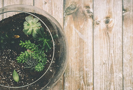Green Succulent Plant on Clear Glass Jar on Top of Brown Wooden Surface thumbnail