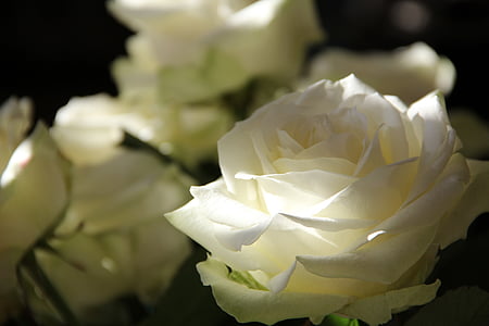 focus photography of white rose thumbnail