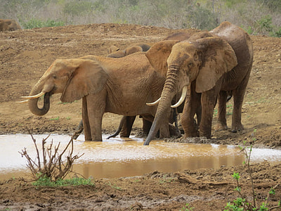 several gray elephants on body of water thumbnail