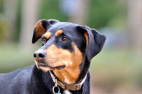 selective focus photo of black and tan dog thumbnail
