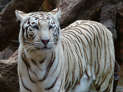 white bengal tiger thumbnail