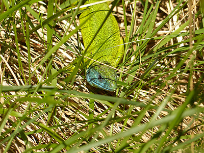 Emerald Lizard, European Green Lizard thumbnail