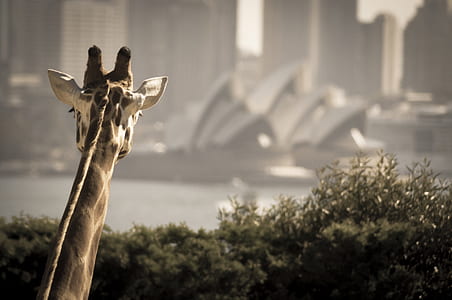 rule of thirds photography of giraffe head with Sydney Opera House background thumbnail