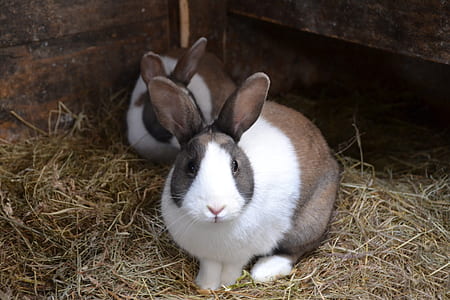 two brown-and-white rabbits thumbnail
