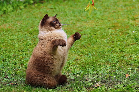 Himalayan cat on grass thumbnail