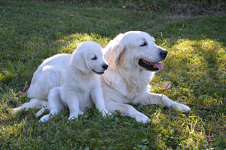 Marenma Sheepdog and puppy on green grass during daytime thumbnail