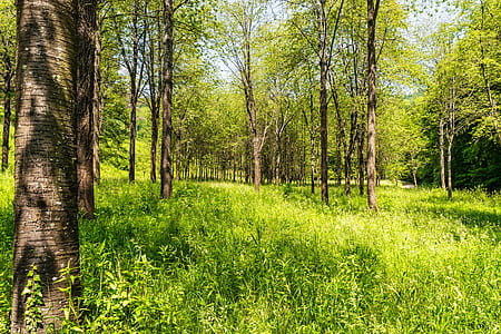 green leafed trees and grasses thumbnail