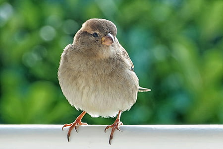 closeup photo of gray bird perched thumbnail