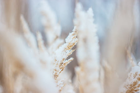 shallow focus photography of white plant thumbnail