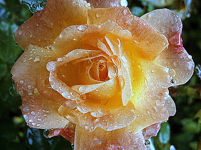 yellow rose flower with water droplets in close-up photography thumbnail