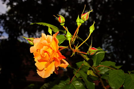 closeup photo of orange rose flower thumbnail