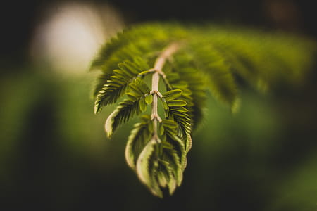 Selective Focus Photography of Green Leaf Plant thumbnail