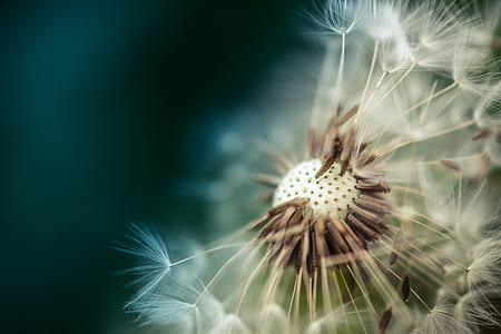 plant, flower, macro, dandelion thumbnail