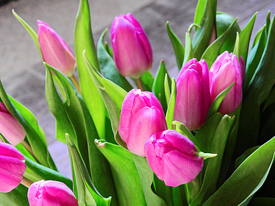 shallow focus photography of purple flowers with green leaves thumbnail