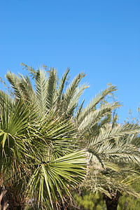close-up photography of trees at daytime thumbnail