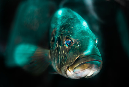The Light Shines In The Aquarium Increases thumbnail