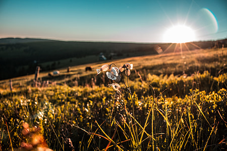 shallow focus photo of white flowers on green field during daytime thumbnail