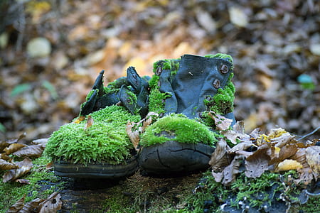 pair of black shoes with moss at daytime thumbnail