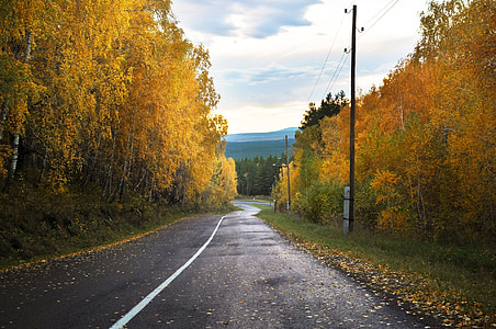 asphalt road between trees thumbnail