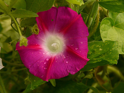 close-up photography of pink morning glory flower thumbnail