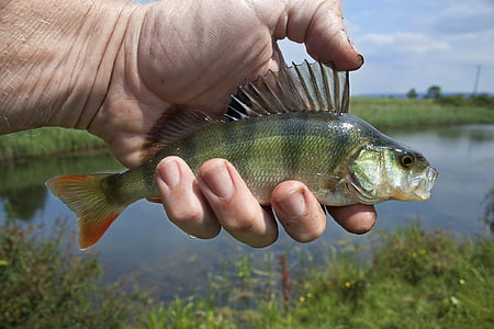 person's holding gray stripe fish thumbnail