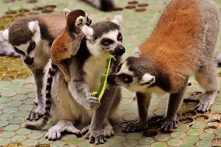 four brown, white, and black ring-tailed lemurs thumbnail