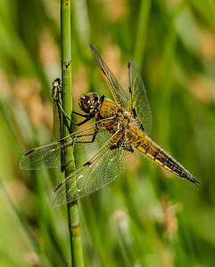 yellow dragonfly perching on green stem thumbnail