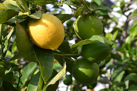 yellow lemon thumbnail