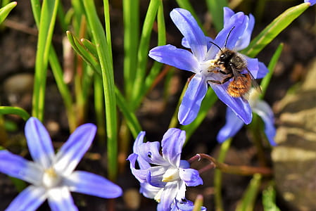 bumble bee perching on white and purple flower in close-up photography thumbnail