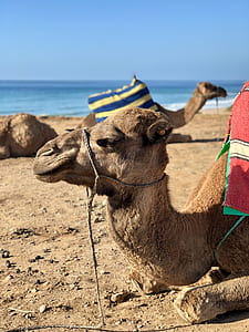 Camel Resting By The Shore thumbnail