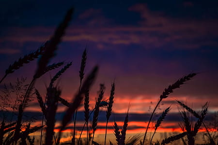 Silhouette of Wheats during Dawn in Landscape Photography thumbnail