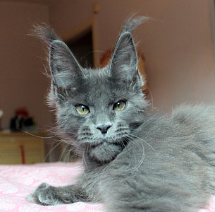 gray cat on mattress thumbnail