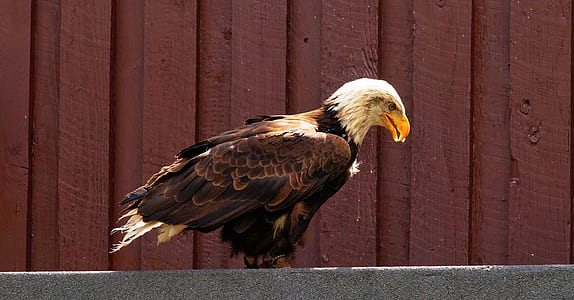 brown and white eagle perching on slab thumbnail