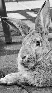 gray scale photo of rabbit lying on concrete floor thumbnail