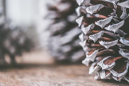Brown and Gray Decorative Pine Cone thumbnail