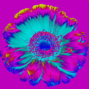blue, pink, and yellow daisy flower wallpaper thumbnail