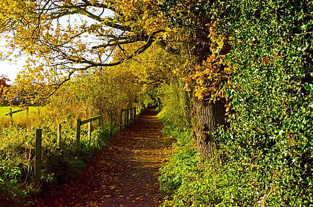 landscape photo of pathway thumbnail