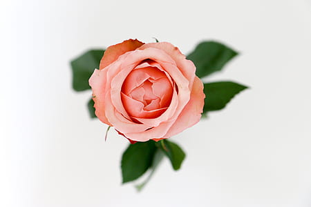 pink rose thumbnail