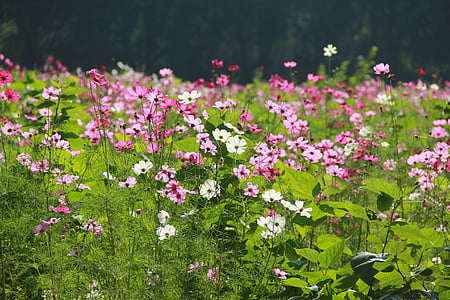 field of pink and white petaled flowers thumbnail