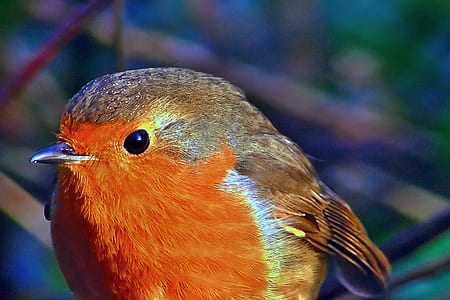 orange and brown bird thumbnail