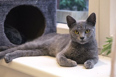 photo of Russian blue cat laying on white surface thumbnail
