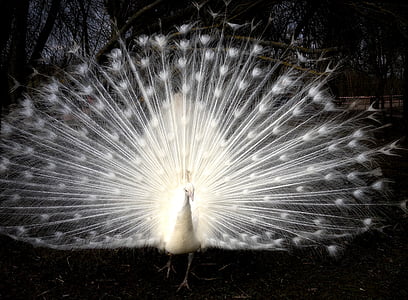 white peacock thumbnail