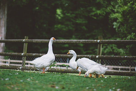 Geese Field Wood Fence thumbnail