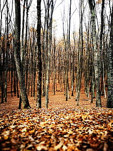 leafless tree forest thumbnail