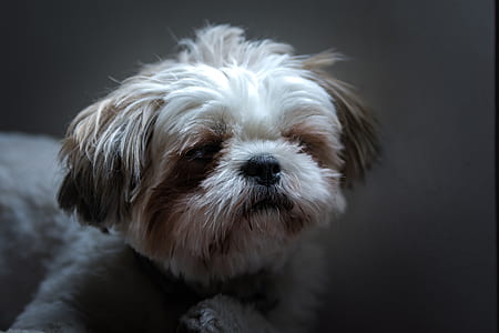 adult white and fawn shih tzu sitting inside the room thumbnail