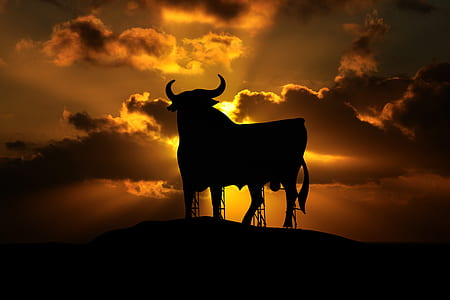 silhouette of a bull during dawn thumbnail