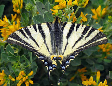 Scarce Swallowtail, Butterfly thumbnail