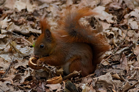 squirrel on outdoors thumbnail